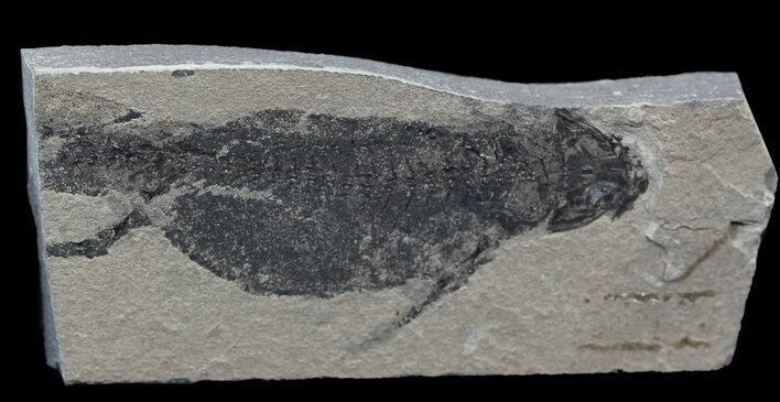 Permian Branchiosaur (Amphibian) Fossil - Germany #44392